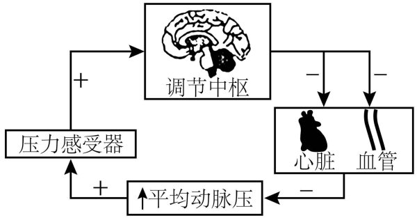 芝麻财富 反射弧知识科普，开启身体反应新认知