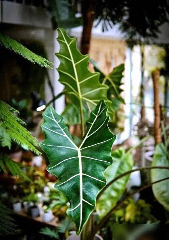 升鸿网 碰不得的植物：0距离接触，可能“伤肤毁容”